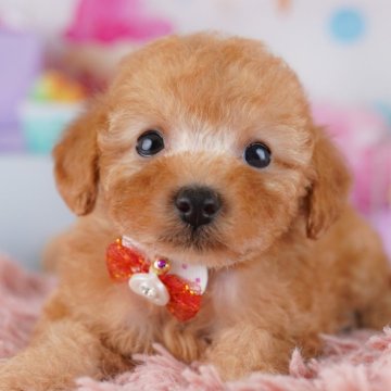 トイプードル(トイ)【神奈川県・女の子・2025年9月18日・レッド】の写真「11月限定🎉くじ引き大会開催中🎁」