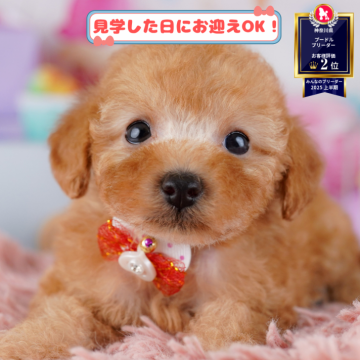 トイプードル(トイ)【神奈川県・女の子・2025年9月18日・レッド】の写真「🐶🐾11/15・16開催💛お迎え前相談会🎉」