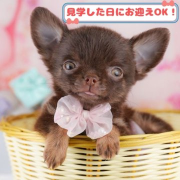 チワワ(ロング)【神奈川県・男の子・2024年11月5日・チョコレート&タン】の写真「しつけ・トレーニング中の生体掲載中🐶」