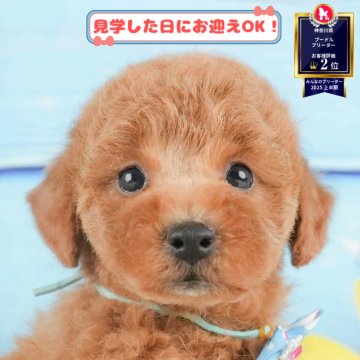 トイプードル(トイ)【神奈川県・男の子・2025年5月22日・レッド】の写真「🐶🫧11/1・2はこいぬの見学会開催🎉」