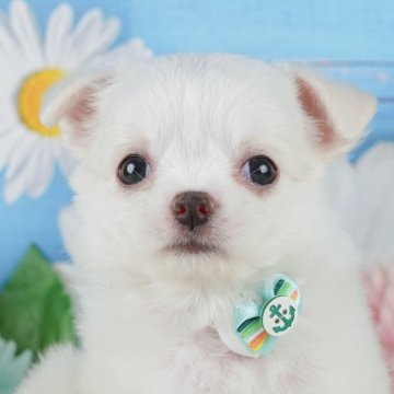 チワワ(ロング)【神奈川県・男の子・2025年9月4日・ホワイト】の写真「🐶🐾11/15・16開催💛お迎え前相談会🎉」