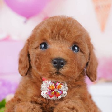 トイプードル(トイ)【神奈川県・女の子・2025年10月30日・レッド】の写真「🎁福袋プレゼント中！1/3・4子犬見学会🐶」