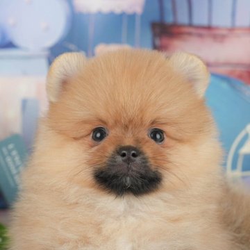 ポメラニアン【神奈川県・男の子・2025年6月30日・オレンジセーブル】の写真「🐾10/11〜13開催✨お迎え前相談会💛」