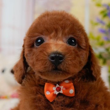 トイプードル(トイ)【神奈川県・男の子・2025年7月31日・レッド】の写真「🐶🐾11/15・16開催💛お迎え前相談会🎉」