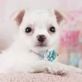 チワワ(ロング)