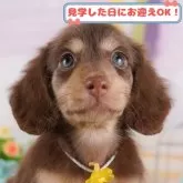 ミニチュアダックスフンド(ロング)【神奈川県・男の子・2024年11月19日・チョコレート&タン】の写真1「💖朝比奈ブリーダーの姉妹店がオープンしました💖」