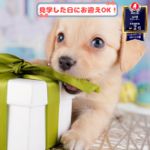 チワックス(チワワ×ダックスフンド)