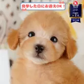 トイプードル(トイ)