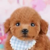 トイプードル(トイ)