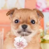 チワワ(ロング)