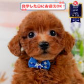 トイプードル(トイ)