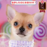 チワワ(スムース)