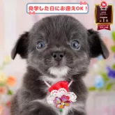 チワワ(ロング)