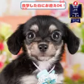 チワックス(チワワ×ダックスフンド)【神奈川県・女の子・2025年5月5日・ブラック&イエロー】の写真1「💖朝比奈ブリーダーの姉妹店がオープンしました💖」