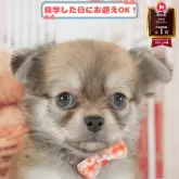 チワワ(ロング)