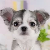 チワワ(ロング)