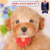 トイプードル(トイ)