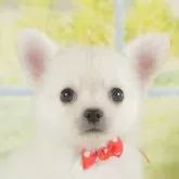 チワワ(ロング)