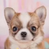 チワワ(ロング)