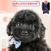 トイプードル(トイ)