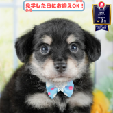 チワックス(チワワ×ダックスフンド)