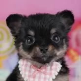 チワワ(ロング)