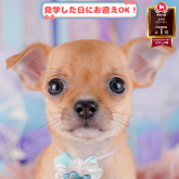 チワワ(スムース)