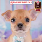 チワワ(スムース)