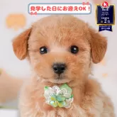 トイプードル(トイ)