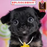 チワワ(ロング)