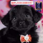 チワプー(チワワ×トイプードル)【神奈川県・男の子・2025年8月19日・ブラック】の写真1「💖朝比奈ブリーダーの姉妹店がオープンしました💖」