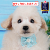 トイプードル(タイニー)