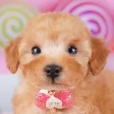 トイプードル(トイ)