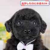 トイプードル(トイ)【神奈川県・男の子・2025年1月31日・ブラック】の写真1「💖朝比奈ブリーダーの姉妹店がオープンしました💖」