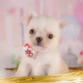 チワワ(ロング)