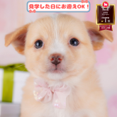 チワワ(ロング)