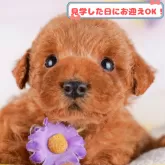 トイプードル(トイ)