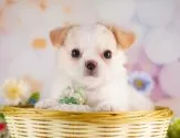 チワワ(ロング)【神奈川県・女の子・2025年7月1日・クリーム&ホワイト】の写真3「お迎え後のしつけも安心🍀各種パピートレーニングを実施中！みんないい子たちです💖」