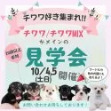 トイプードル(トイ)【神奈川県・男の子・2025年5月22日・レッド】の写真2「🐾10/4(土)・5(日)🎉 チワワMIX＋人気犬種にふれあえる特別見学会🐶」