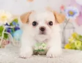 チワワ(ロング)【神奈川県・女の子・2025年7月1日・クリーム&ホワイト】の写真4「トイレや噛み癖、社会化などお迎え後にお家に馴染みやすいよう、全頭トレーニングをしています！🌟」