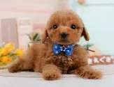 トイプードル(トイ)【神奈川県・男の子・2024年12月26日・レッド】の写真5「🐾兄弟犬や他の子も一緒に見学可能です🐾」