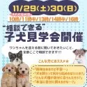 チワワ(ロング)【神奈川県・女の子・2025年7月1日・ブラックタン&ホワイト】の写真3「🐶🐾11/29・30(土日)🐶相談もできる特別見学会開催」