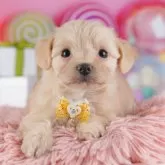 チワプー(チワワ×トイプードル)【神奈川県・女の子・2025年9月22日・アプリコット】の写真3「お迎え後のしつけも安心🍀各種パピートレーニングを実施中！みんないい子たちです💖」