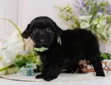 チワプー(チワワ×トイプードル)【神奈川県・男の子・2025年2月12日・ブラックタン】の写真4「🐾兄弟犬や他の子も一緒に見学可能です🐾」