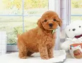 トイプードル(トイ)【神奈川県・女の子・2025年5月1日・レッド】の写真4「🐾兄弟犬や他の子も一緒に見学可能です🐾」