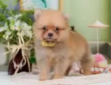 ポメラニアン【神奈川県・女の子・2025年5月12日・オレンジ】の写真4「🐾兄弟犬や他の子も一緒に見学可能です🐾」