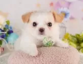 チワワ(ロング)【神奈川県・女の子・2025年7月1日・クリーム&ホワイト】の写真5「🐾兄弟犬や他の子も一緒に見学可能です🐾」