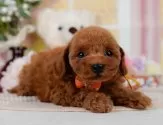 タイニープードル【神奈川県・男の子・2025年4月5日・レッド】の写真5「🐾兄弟犬や他の子も一緒に見学可能です🐾」