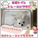 チワワ(ロング)【神奈川県・女の子・2025年3月12日・クリーム&ホワイト】の写真5「🚽全頭トイレトレーニング実施中💩その他、一人慣れや音慣れの各種トレーニングも実施中！」
