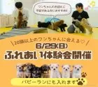 チワックス(チワワ×ダックスフンド)【神奈川県・男の子・2025年3月30日・ブラック&タン】の写真2「迎える前の不安、まるごと相談できる“体験会”開催🐾」